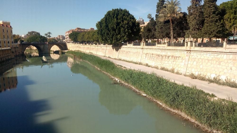 El río Segura a su paso por Murcia