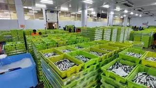 "Intensa y épica" descarga en Lonja Gijón: más de 65.000 cajas de bocarte y 550.000 kilos de pescado rulado