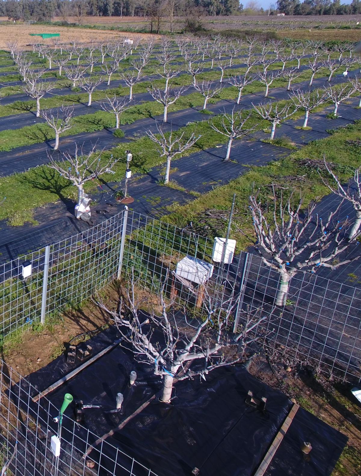 Higueras en un cultivo con aplicación de nuevas técnicas de riego.