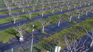 Higueras en un cultivo con aplicación de nuevas técnicas de riego.