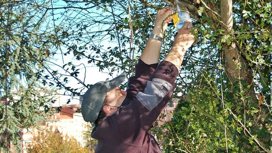 La trampa contra la avispa asiática se fabrica en Ibi