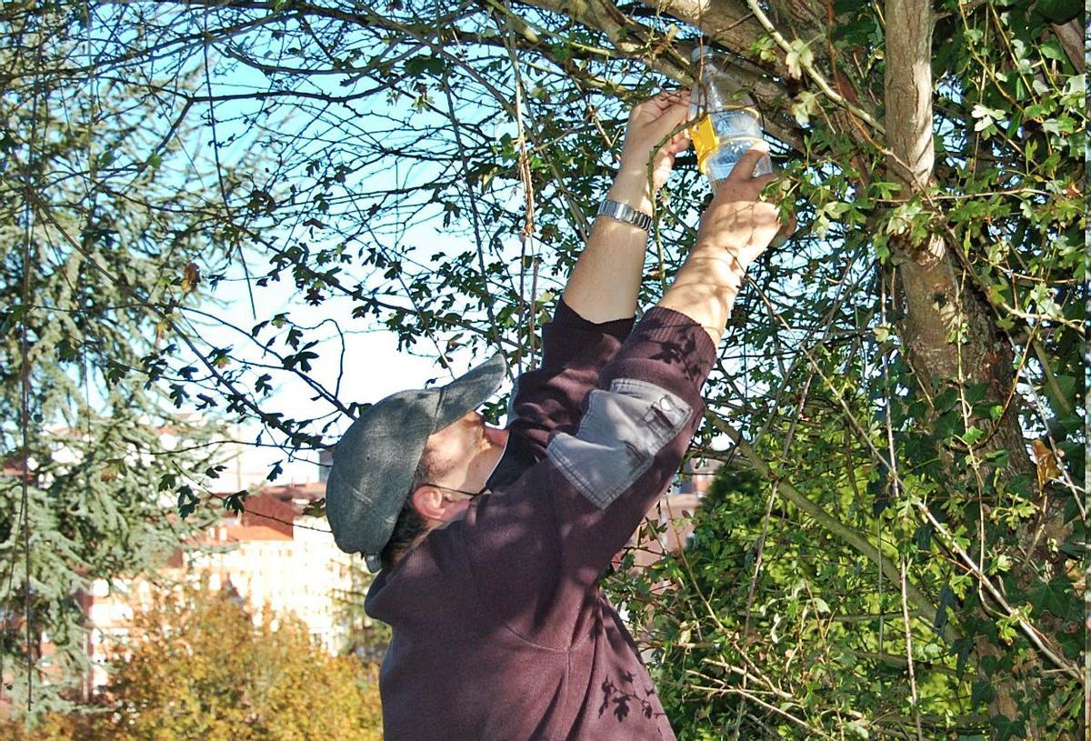 La trampa contra la avispa asiática se fabrica en Ibi | VICTORIA FERNÁNDEZ