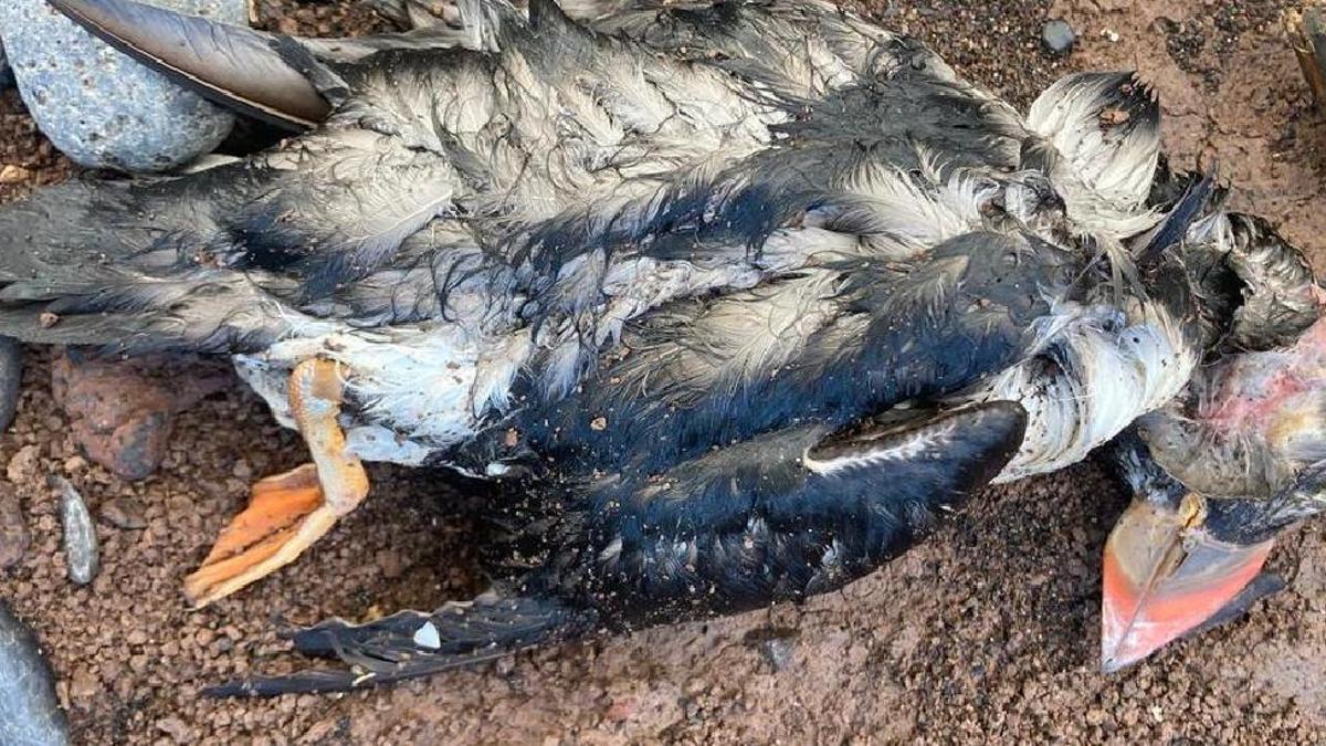 Uno de los frailecillos muertos aparecidos en la costa de Los Silos en enero de 2023.