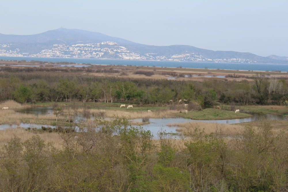 Recorregut visual pel Parc dels Aiguamolls