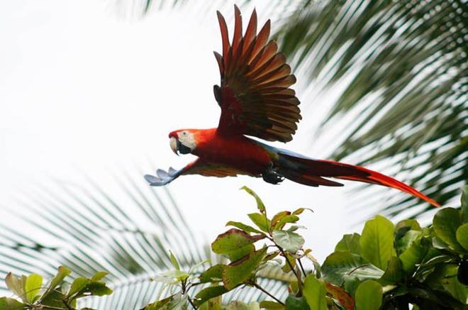 Lapa roja o guacamaya, una de las aves que habitan en Costa Rica