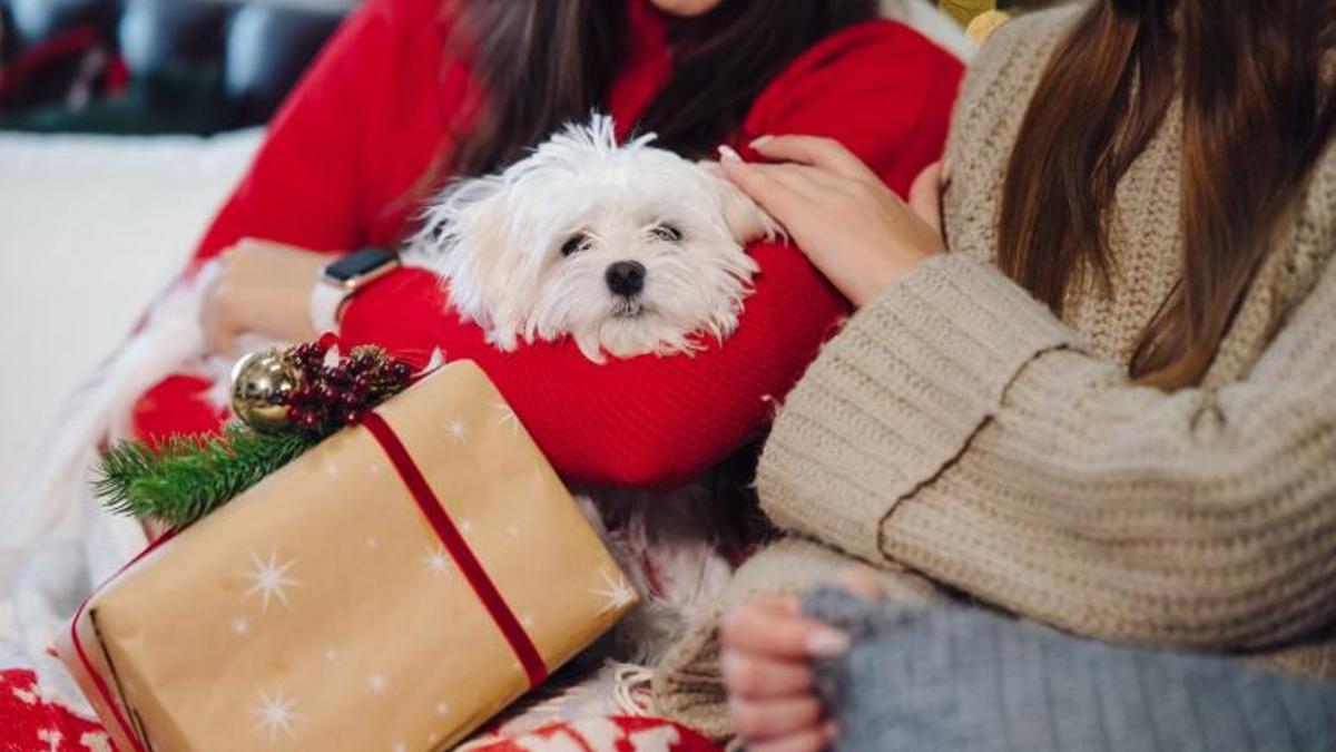 Un nou membre a la família
