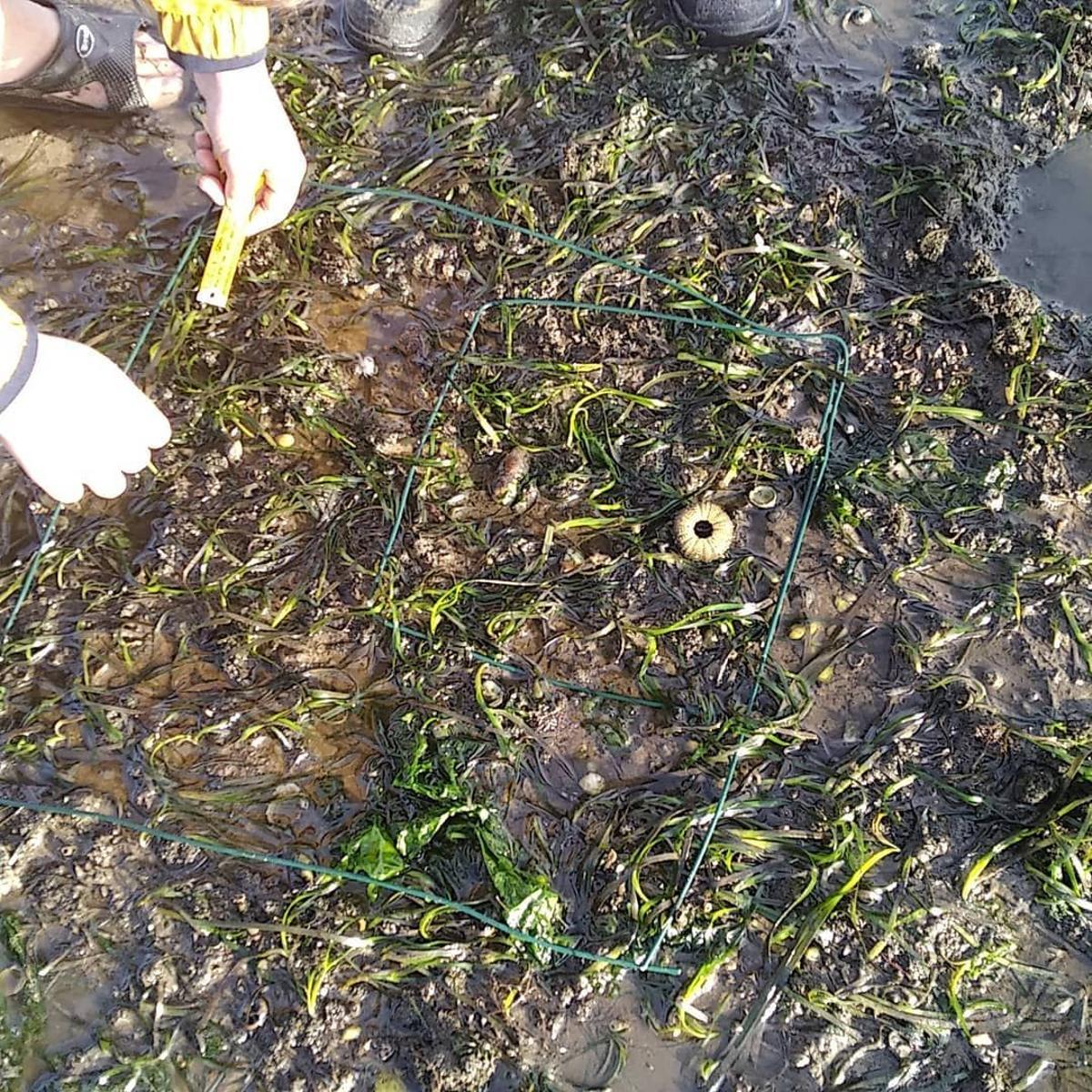Los alumnos pudieron estudiar las praderas marinas sobre el terreno.