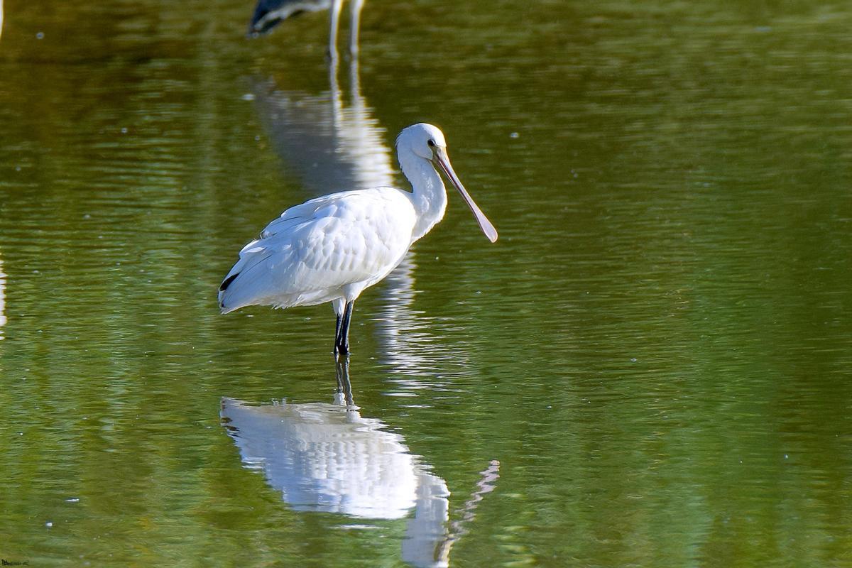 Espatula comun ('Platalea leucorodia').