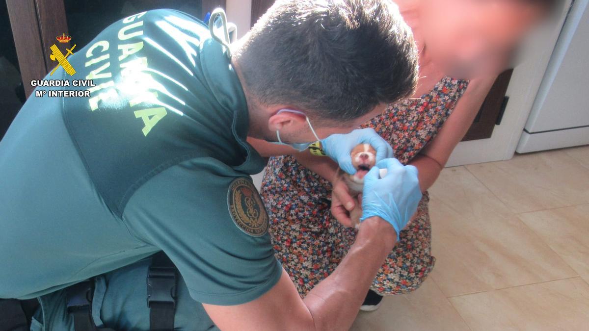 Agente toma muestra de ADN de uno de los cachorros.