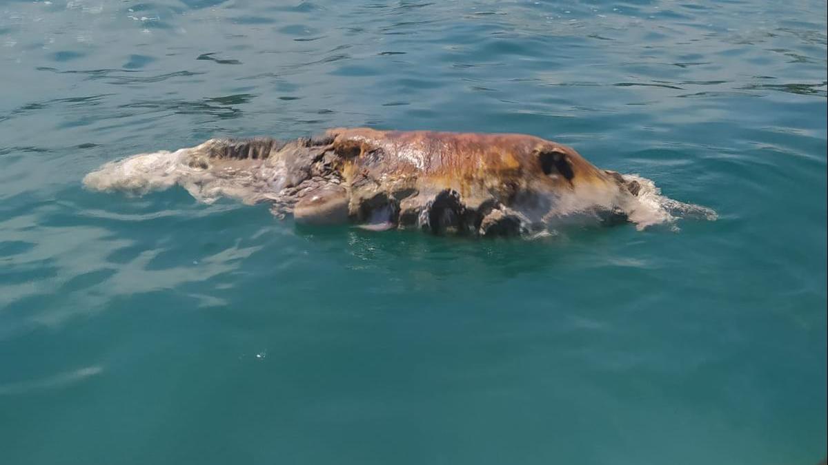 Imagen del delfín aparecido en la playa Heliópolis de Benicàssim este jueves a la que ha tenido acceso este periódico.