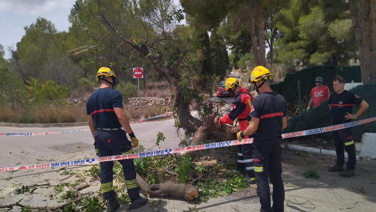 Los bomberos cortan y retiran el algarrobo