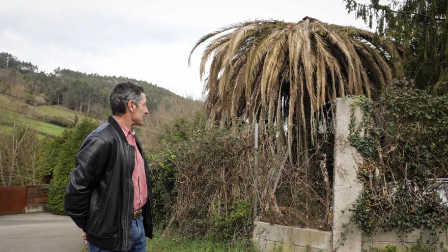 Javier Fernández, junto a una palmera afectada por picudo rojo en Fontaciera (La Pedrera). | Juan Plaza