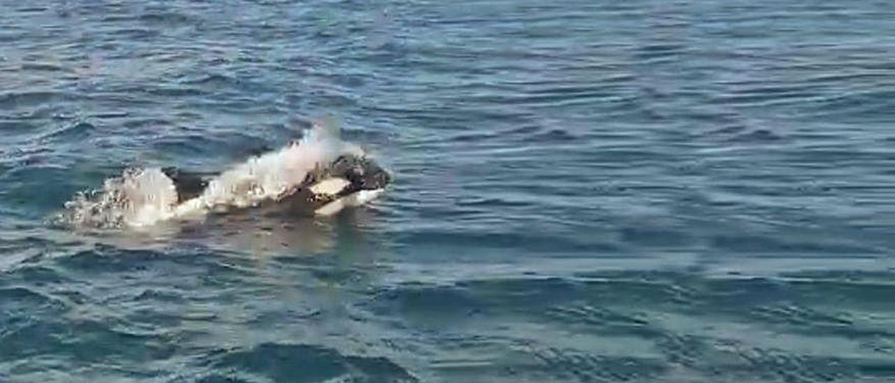 Una de las orcas en las Rías Baixas el domingo.