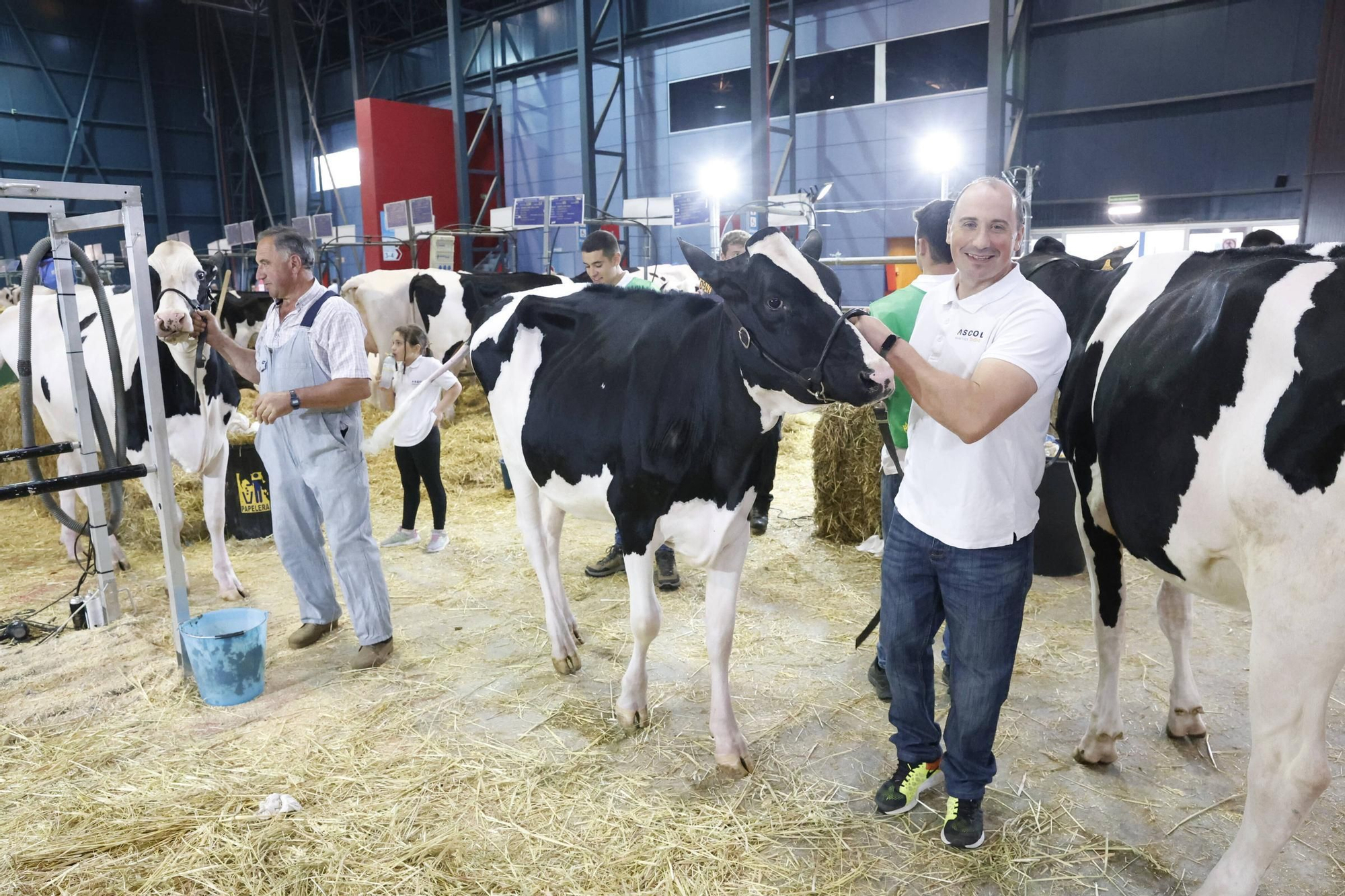 El concurso en Gijón de la mejor vaca de Asturias, en imágenes