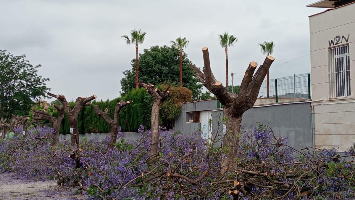 Tala d'arbres a Albalat dels Tarongers.