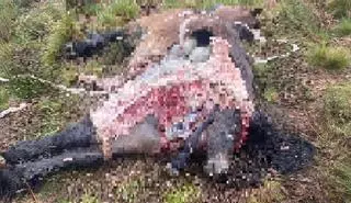 Los lobos matan a una yegua y a su cría en pleno parto en Sanabria