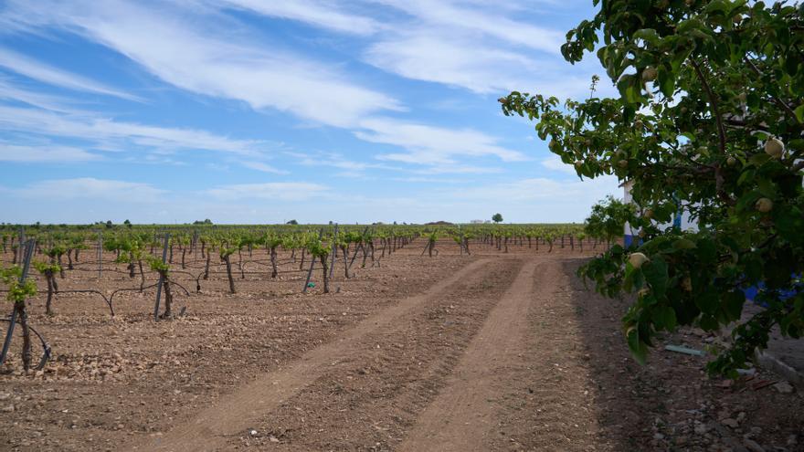 Aprobados 25 millones para créditos agrarios y 141.200 euros en programas internacionales