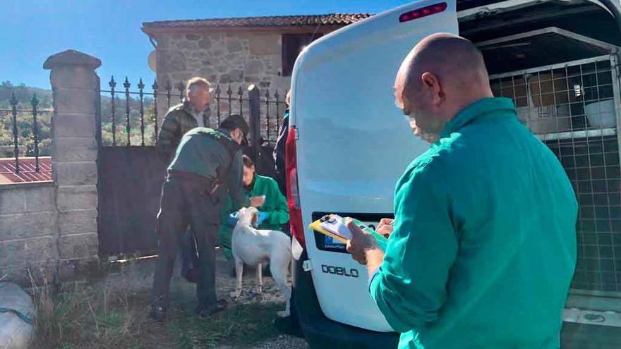 Uno de los perros entregado a las autoridades or el ataque a la anciana de Ribela. // Bernabé/Cris M. V.