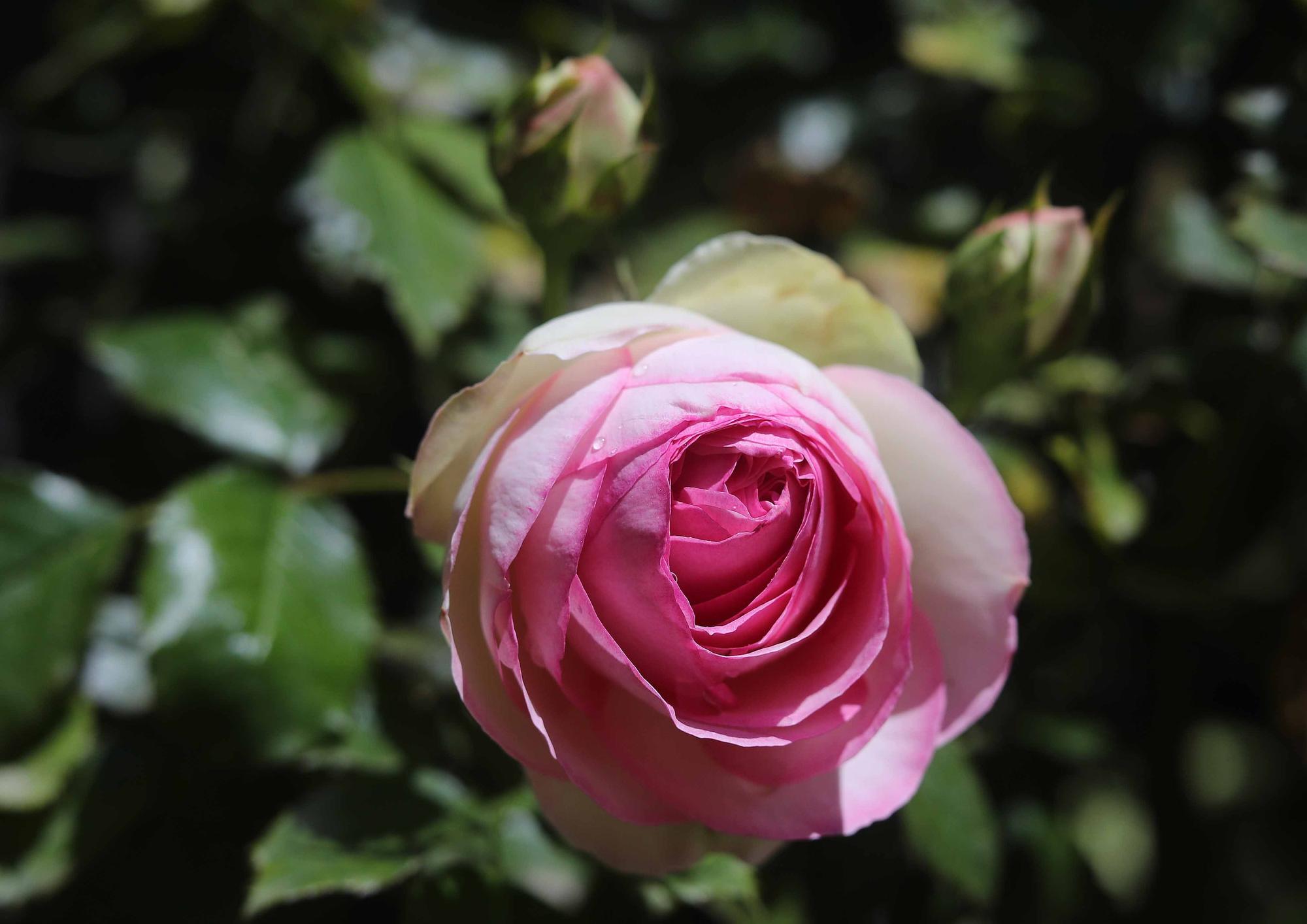 Las flores del Jardín Botánico en primavera