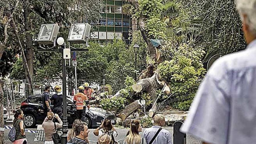 El ejemplar, que medÃ­a 14 metros, tuvo que ser talado el jueves.