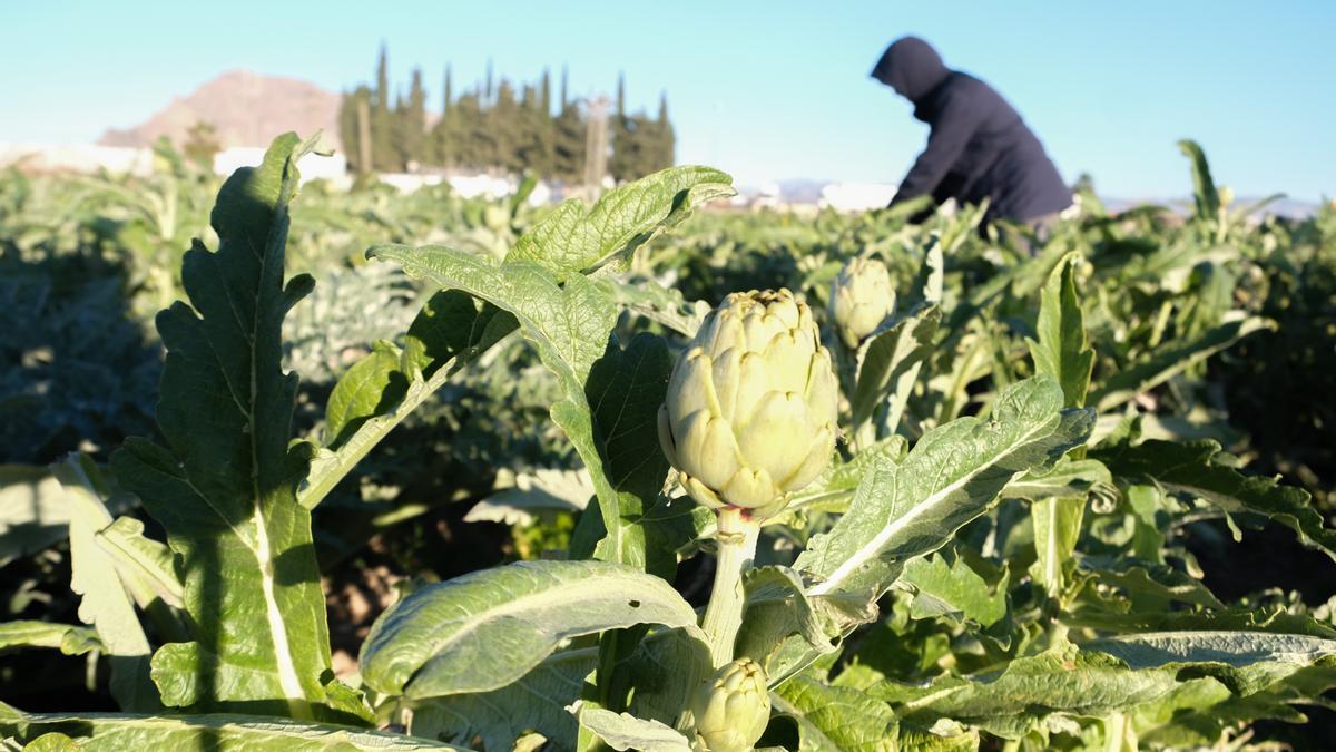 Recolección de hortalizas en la Vega Baja, uno de los productos que más se ha encarecido.