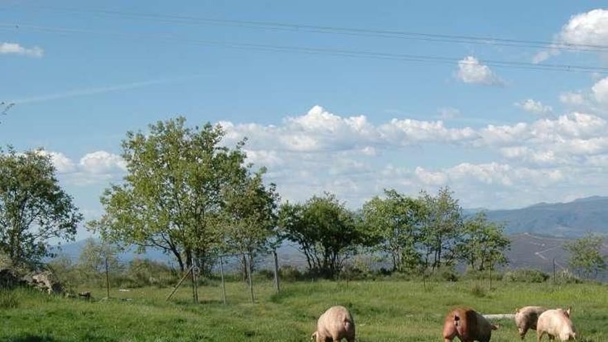 El grupo compra cada año un millón de kilos de castañas. // FdV