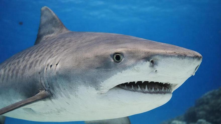 Así es el tiburón tigre: uno de los depredadores más temidos del océano