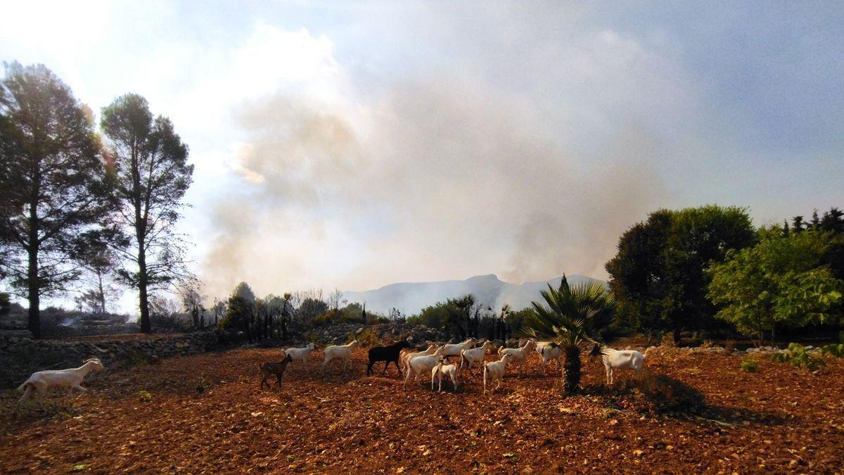 Manadas de arruíes huyen del fuego