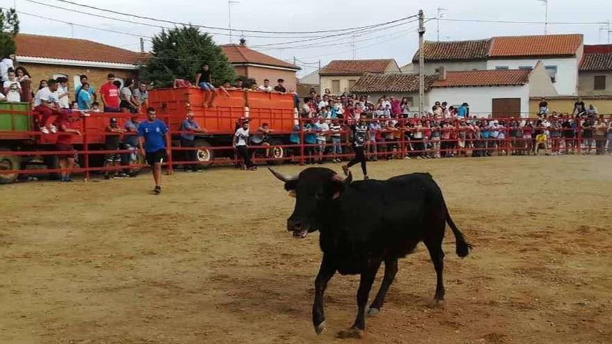 Suelta de vaquillas.