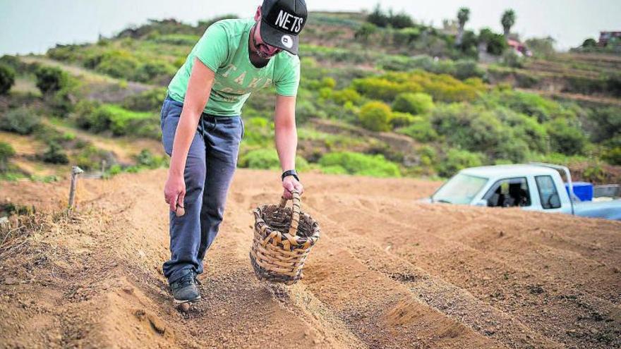 Un agricultor siembra papas en un terreno de las medianías.