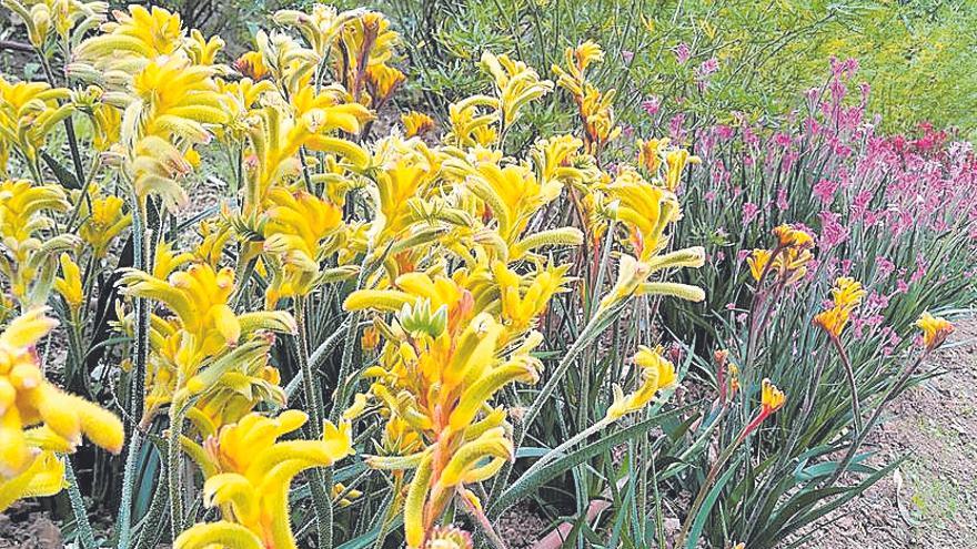 La pata de canguro, planta del mes