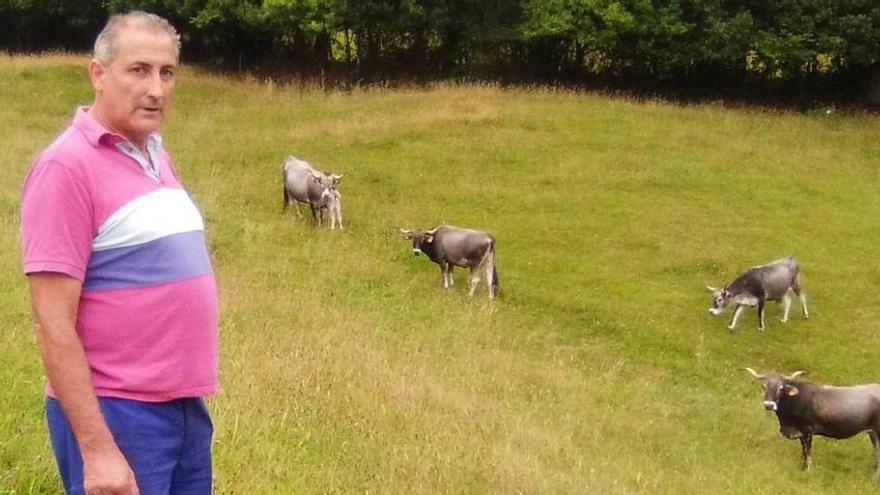 Gaspar Luis Costales, junto a algunas de sus vacas de raza tudanca en Loroñe.