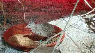 España acomete el reto de reintroducir una de las aves más amenazadas del planeta: el torillo andaluz