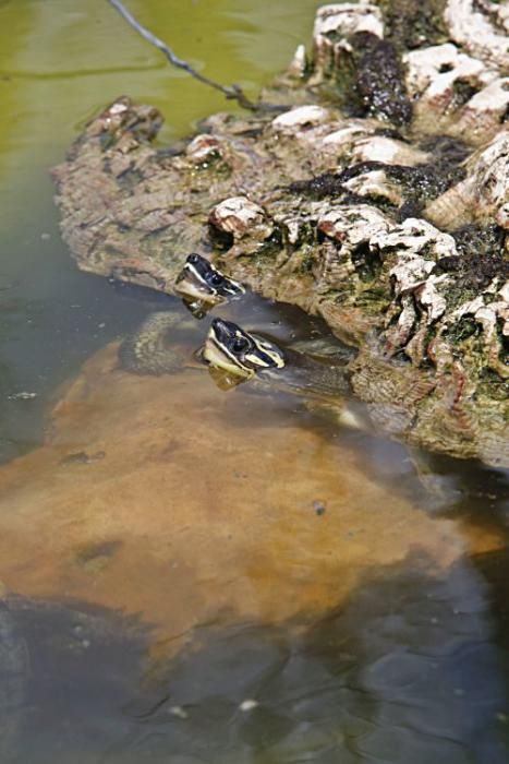 Rechtliches Tauziehen um tausend Schildkröten