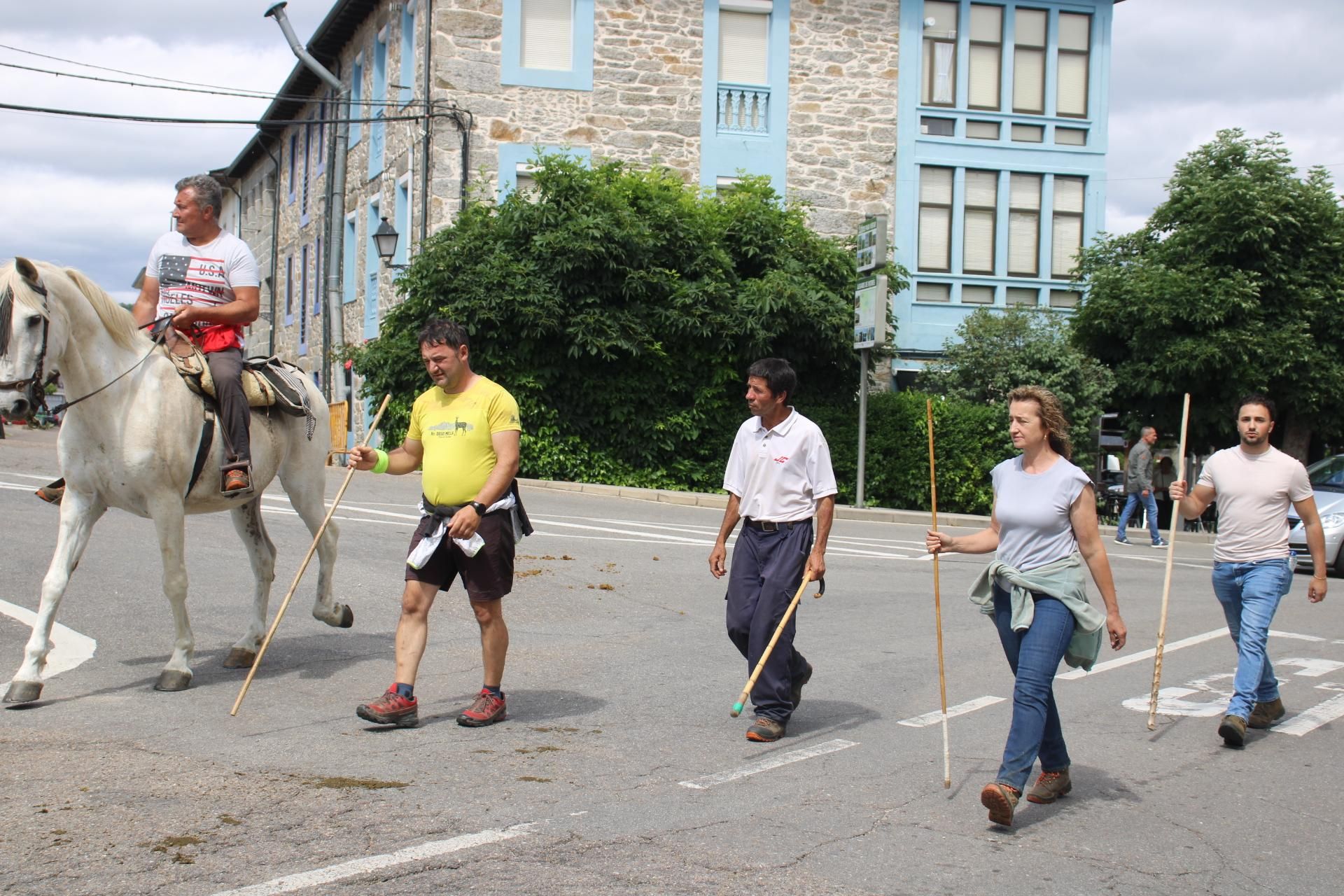 GALERÍA | Los ganados de la trashumancia pasan por Sanabria
