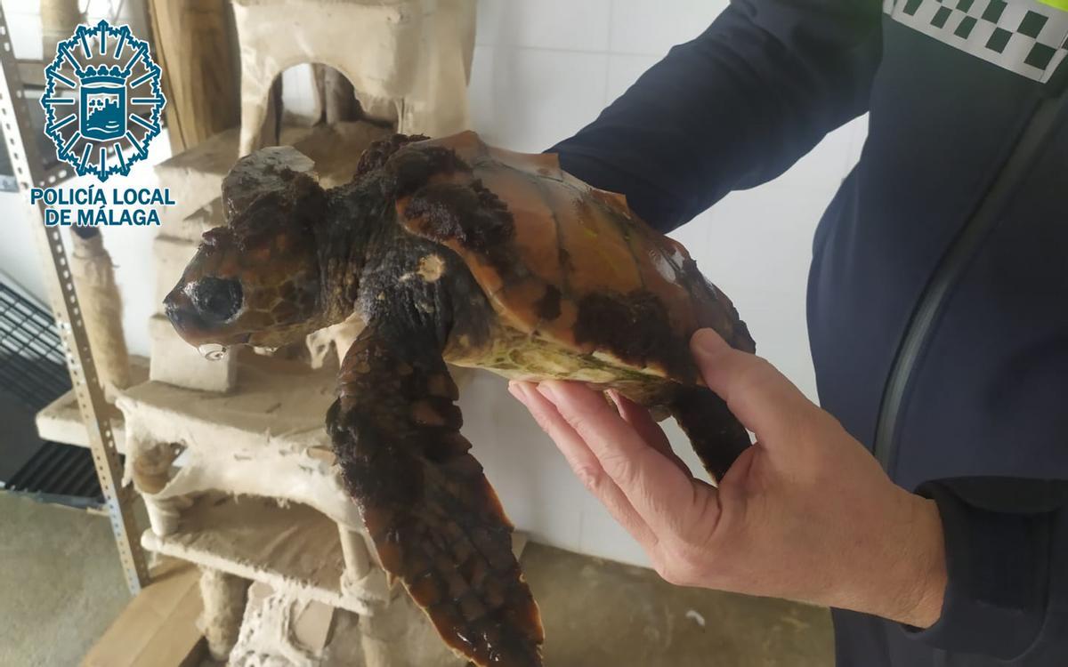 Tortuga Boba rescatada por la Policía Local de Málaga.