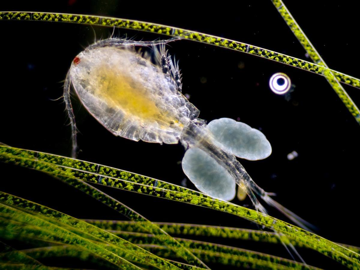 Hembra de copépodo (Cyclops sp.) con sacos ovígeros.