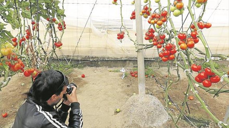 Mata de un golpe a su expareja y se suicida en un invernadero