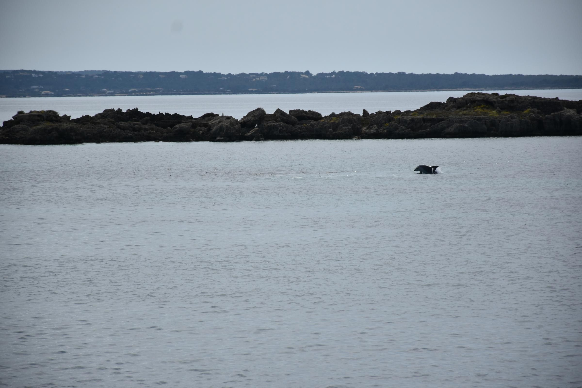 Delfines en  s'Espalmador