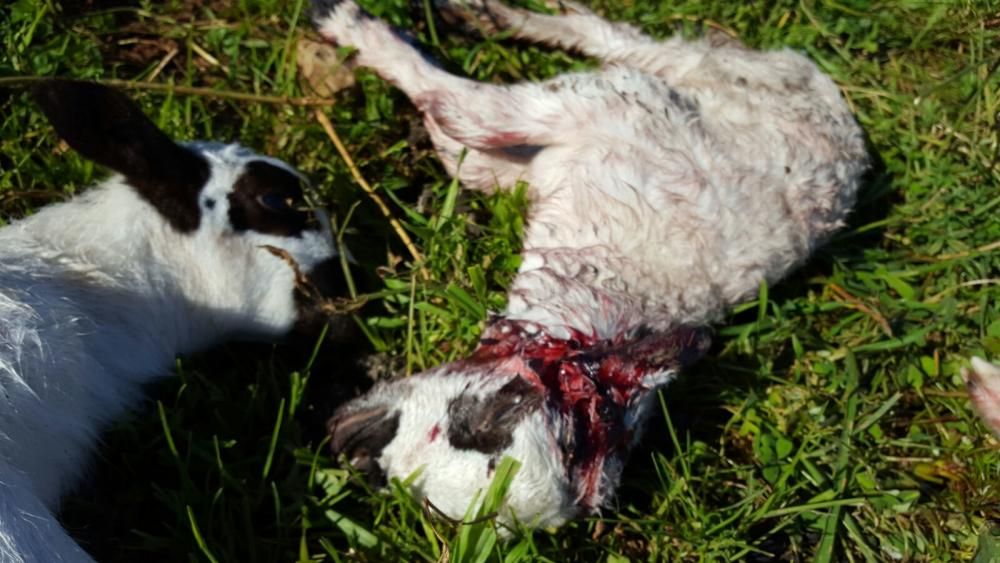 Matanza de ovejas en Son Ferriol