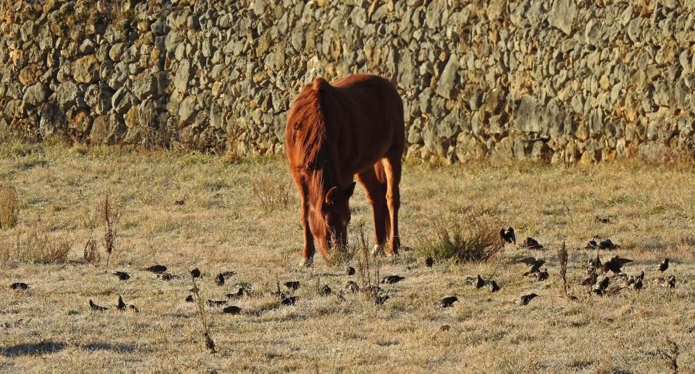 Estornells menjant acompanyats d’un cavall.