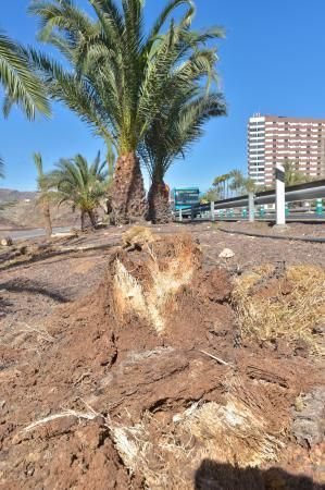 16-08-2018 LAS PALMAS DE GRAN CANARIA. Palmeras taladas en la obra de la rotonda de El Veril. Fotógrafo: ANDRES CRUZ  | 16/08/2018 | Fotógrafo: Andrés Cruz