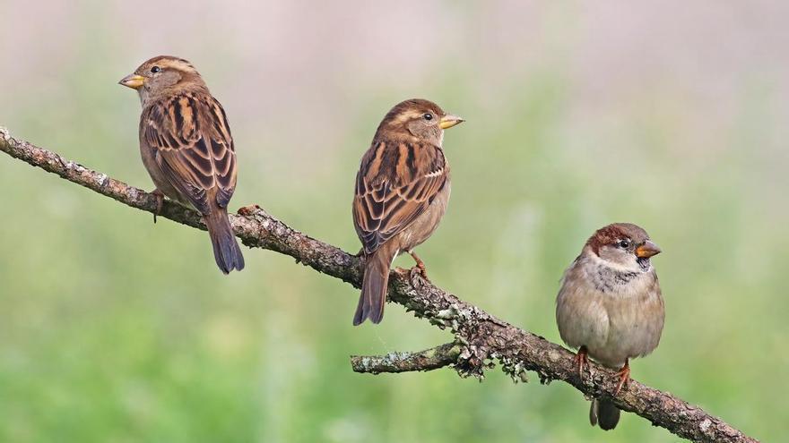 Sorprendente descubrimiento: las aves huyen antes de las mujeres que de los hombres