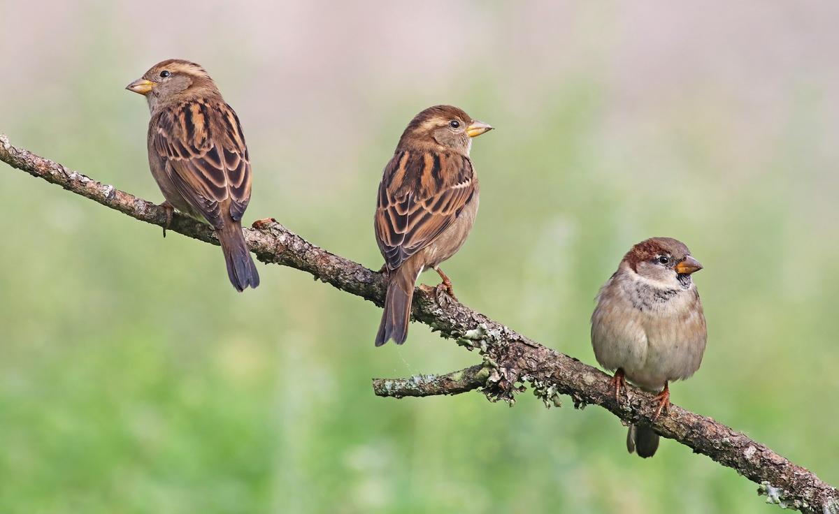 Las aves alzan el vuelo un metro antes en presencia de las mujeres que de los hombres