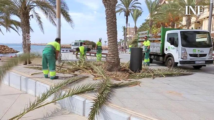 Torrevieja lleva a cabo la poda de 3.600 palmeras