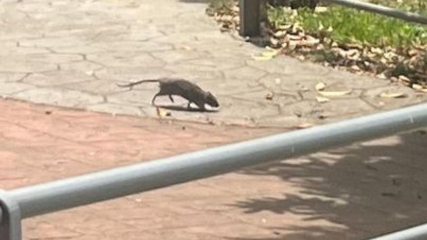 Denuncian la existencia de ratas junto a la zona infantil del parque nuevo de La Felguera