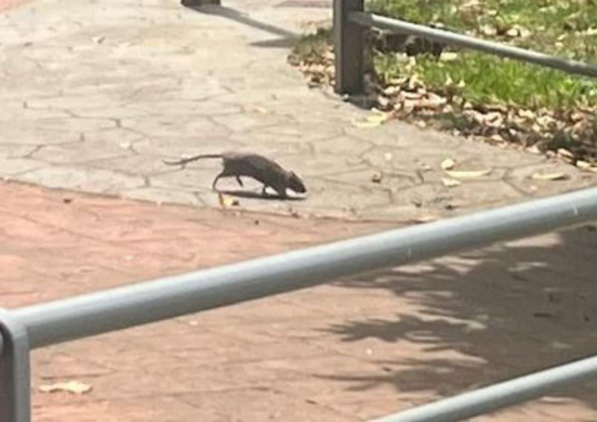 Denuncian la existencia de ratas junto a la zona infantil del parque ...