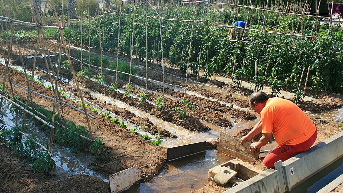 HUERTOS URBANOS Entre el ocio y la ecología