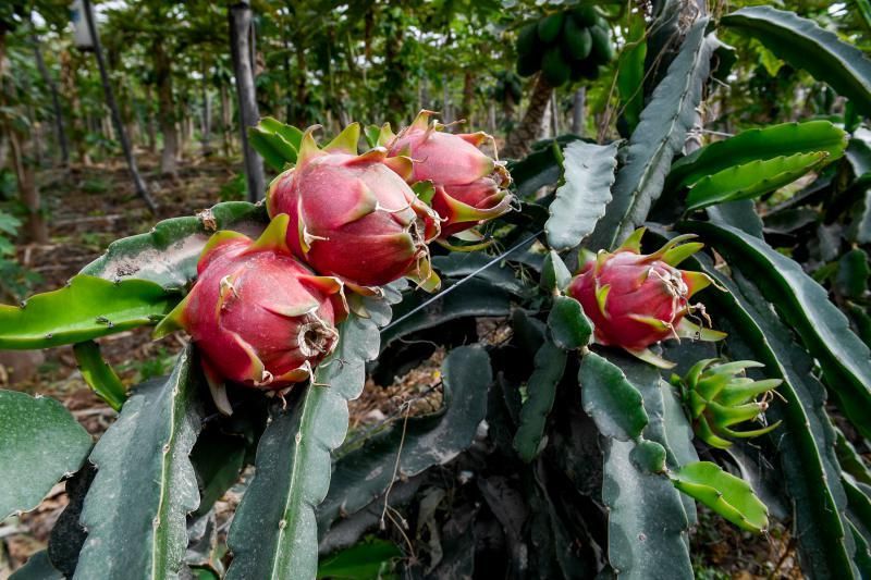 Dos jóvenes agricultores que cultivan, procesan y