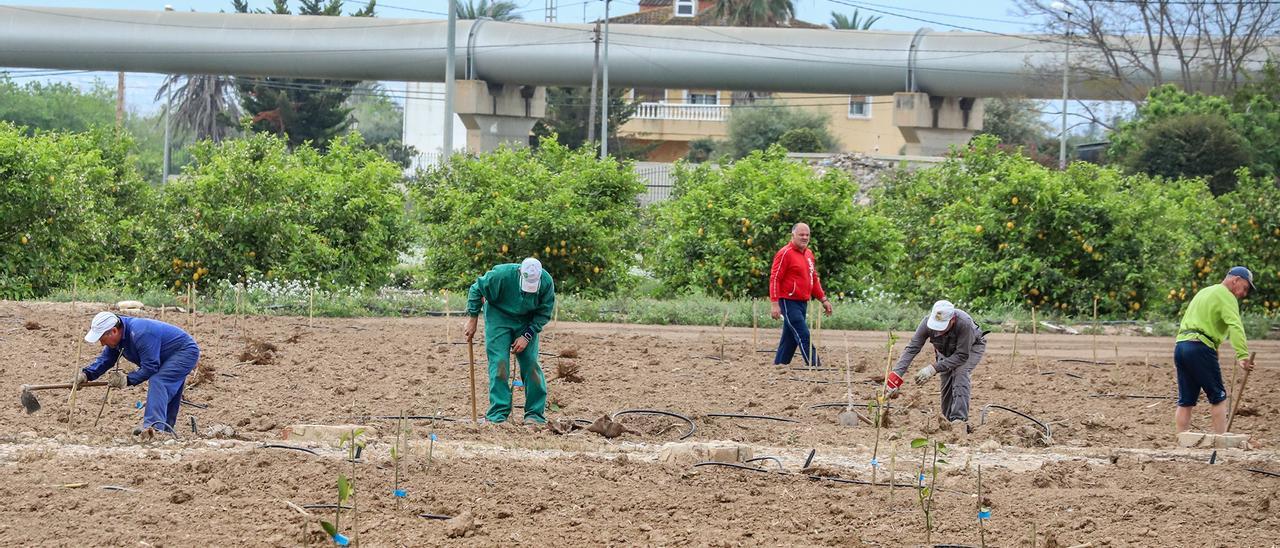 Jornaleros agrícola trabajando en una explotación de la Vega Baja junto a las tuberías del trasvase